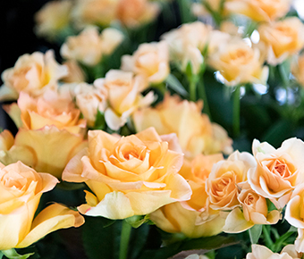 orange_yellow